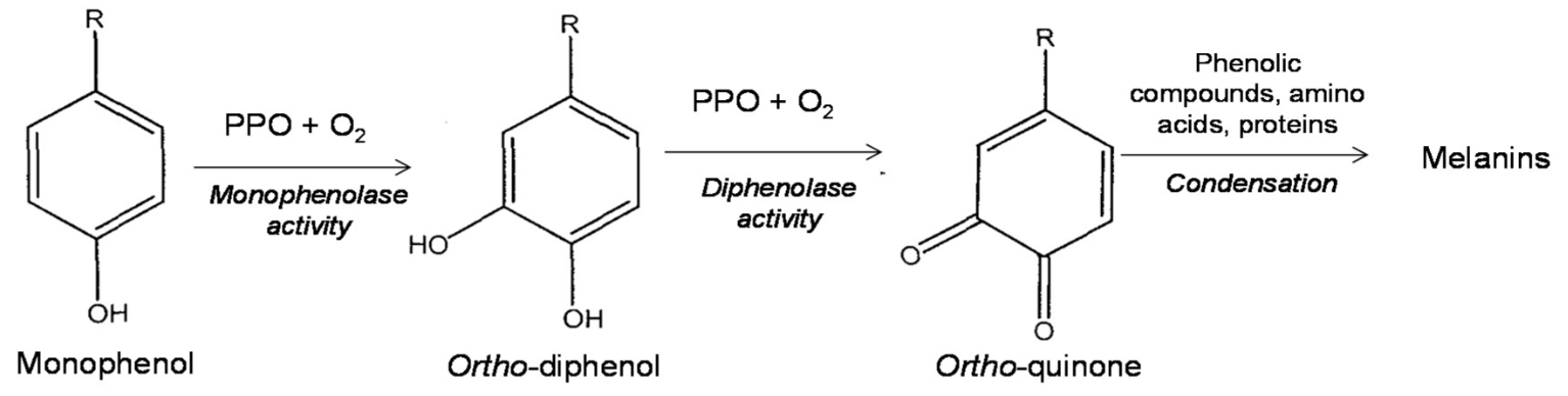 <p>Monophenol —PPO+O2→ Ortho-diphenol/Catechol —PPO+O2→ Orthoquinone → Melanins</p>