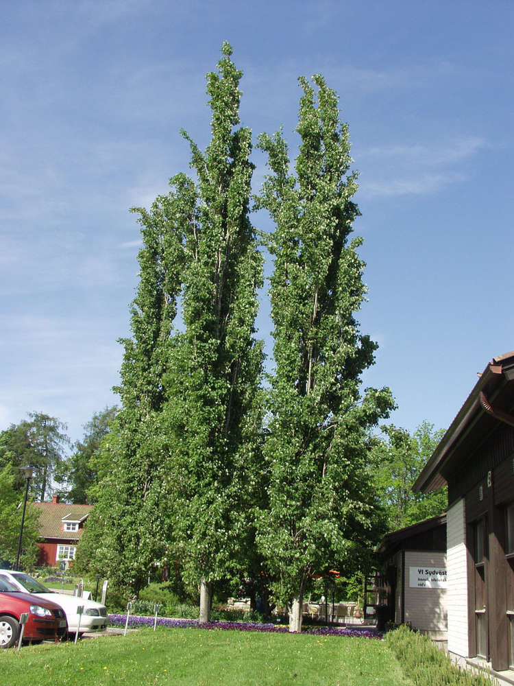 <p>Pylväshaapa</p>