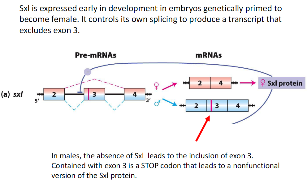 <p><strong>In Males</strong><br> Sxl is absent<br> Exon 3 is included in the transcript<br> Exon 3 contains a STOP codon<br> Leads to a nonfunctional Sxl protein</p><p><strong>In Females</strong><br> Sxl is expressed early in development<br> Controls its own splicing to exclude exon 3<br> This produces a functional Sxl protein</p>