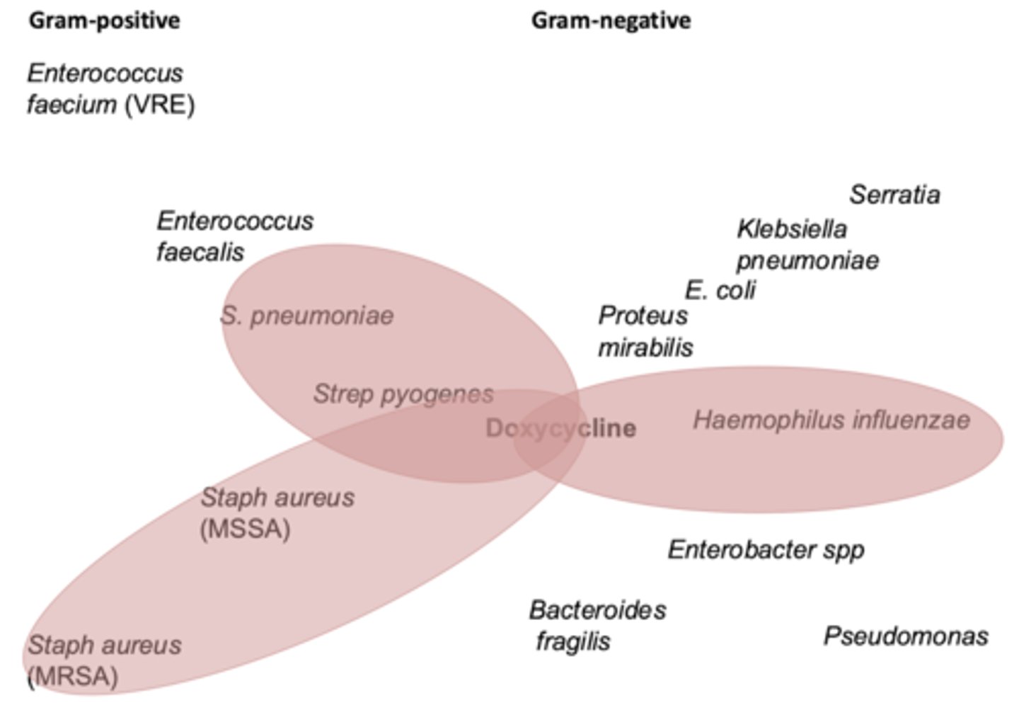 <p>- aerobic gram + (including MRSA)</p><p>- aerobic gram - </p><p>- spirochetes</p><p>- anaerobes</p><p>- atypical (ie chlamydia, mycoplasma, rickettsia_ </p>
