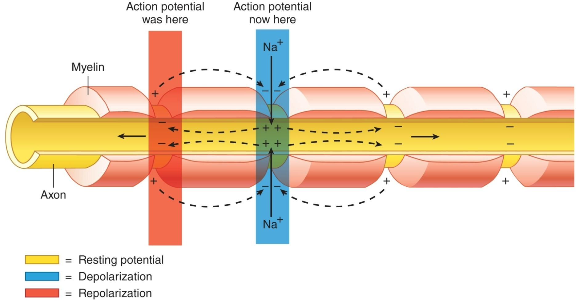 
1. Myelin provides insulation, improving speed
2. Nodes of Ranvier allow Na+ and K+ to cross the membrane every 1−2 mm
3. Na+ ion channels are concentrated at the nodes
4. Action potentials “leap” from node to node

   
   1. Saltatory conduction
5. Schwann cells

   
   1. Form myelin sheaths around peripheral axons
6. Oligodendrocytes

   
   1. Form myelin sheaths around the axons of CNS neurons