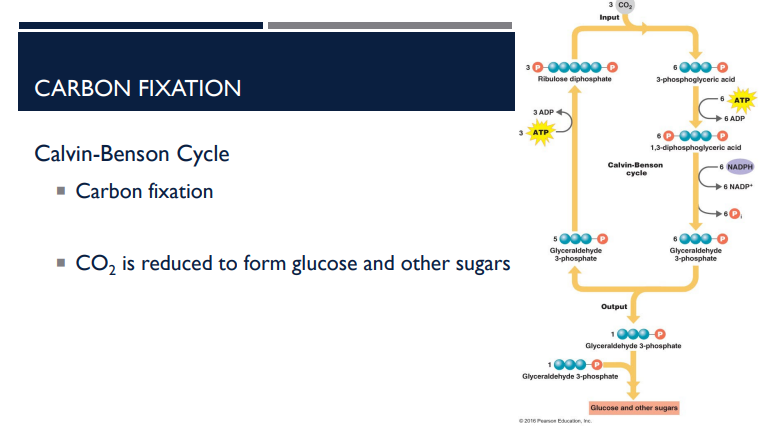 <p>Describe the basic steps of the Calvin-Benson Cycle. </p>