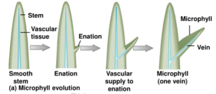 <ul><li><p>small simple vascular system with unbranched vein in leaf</p></li></ul><p></p>