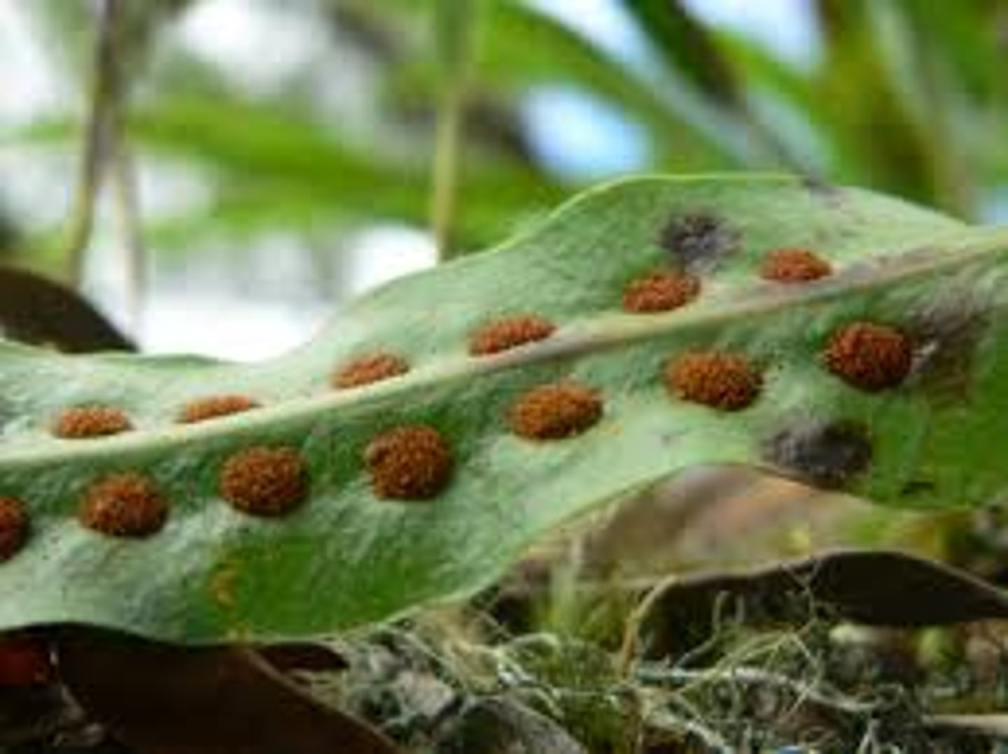 <p>Haploid reproductive structure of plants that is dispersed into the environment and is able to grow into a plant gametophyte in suitable habitat</p>