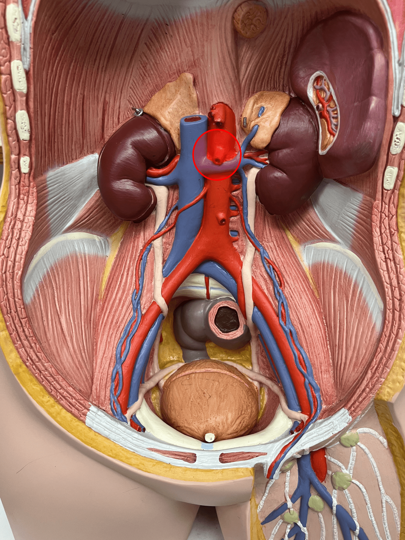 <p>• An artery of the abdomen.</p>
<p>• Originates from the abdominal aorta.</p>
<p>• Supplies the pancreas, small intestine, and most of the colon.</p>
<p>• On the abdominal aorta, inferior to the celiac trunk and superior to the suprarenal arteries.</p>