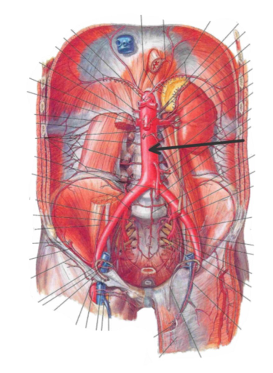 <p>identify the structure(s) indicated by the arrow</p>
