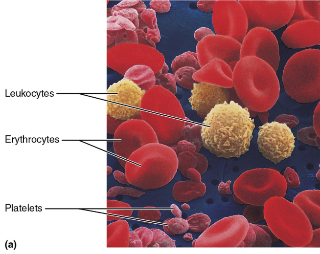 <ol><li><p><strong>RBCs </strong></p></li><li><p><strong>WBCs </strong></p></li><li><p><strong>Platelets</strong> </p></li></ol><p></p>