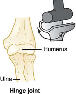 <p>Which type of joints <strong>permits movement in only one direction?</strong></p><p>Ex: elbows and knees</p>