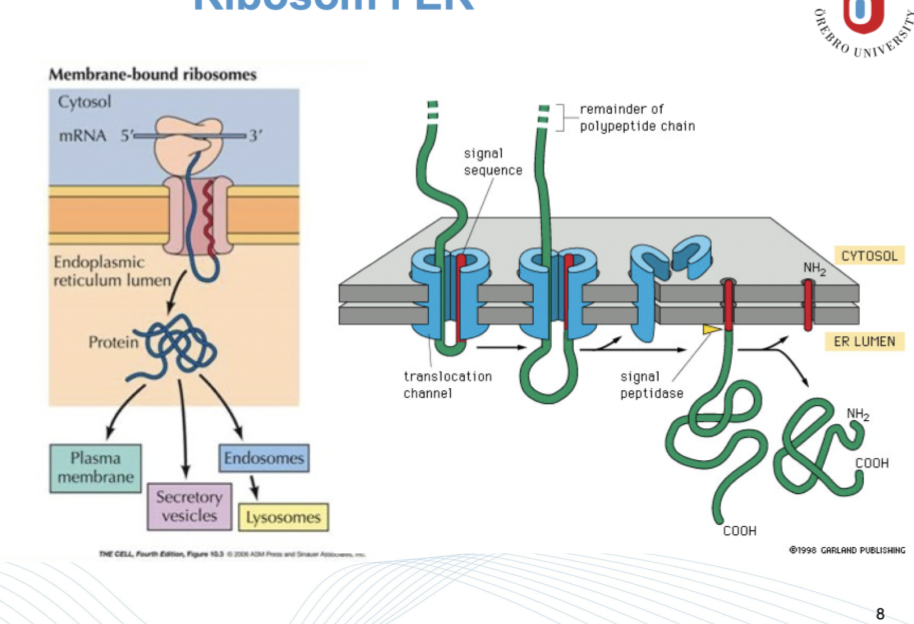 <p>Polypeptiden kommer att ha en <strong>signalsekvens</strong> som binder till ett translokon på ER’s yta. Här kommer peptid matas in genom translokonet. </p><p>Ett <strong>signalpeptidas</strong> kommer sedan att klyva bort signalsekvensen. </p>