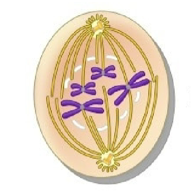 <p>what stage of mitosis is this?</p>