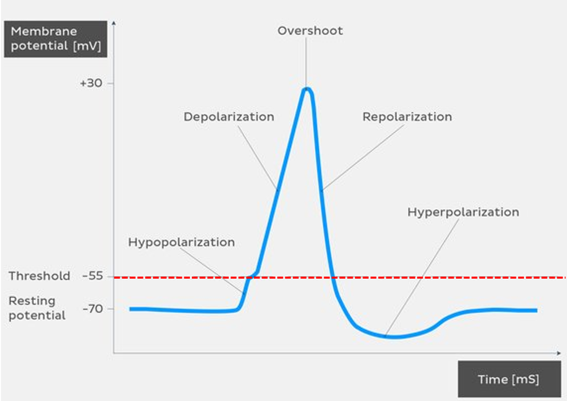 <p>The membrane potential (−55 mV) at which voltage-gated Na⁺ channels open and an action potential is triggered.</p>