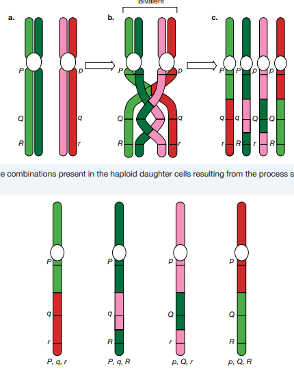 crossing over occurs in prophase I

1)homologous chromosomes become connected (bivalent)

2) connected non-sister chromatids become entangled

3) DNA breaks and recombines

4) new combinations of alleles form along the length of chromatids