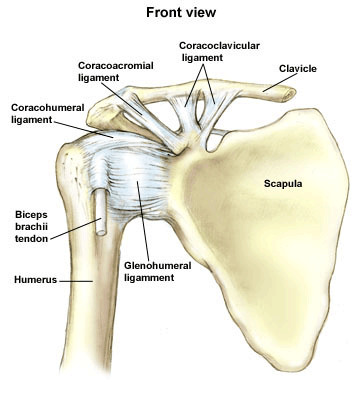 <p>- scapula </p><p>- clavicle </p><p>- humerus</p>