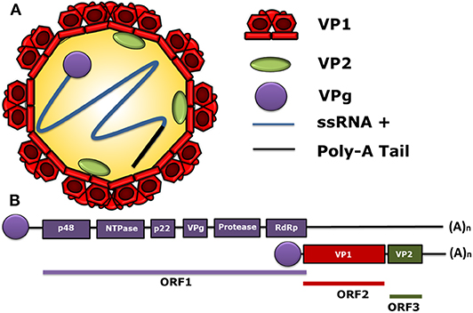 <p>Non-enveloped</p><p>(+) Positive-sense</p><p>Single-stranded RNA virus</p><p>genus Norovirus</p><p>belonging to the caliciviridae viral family.</p>