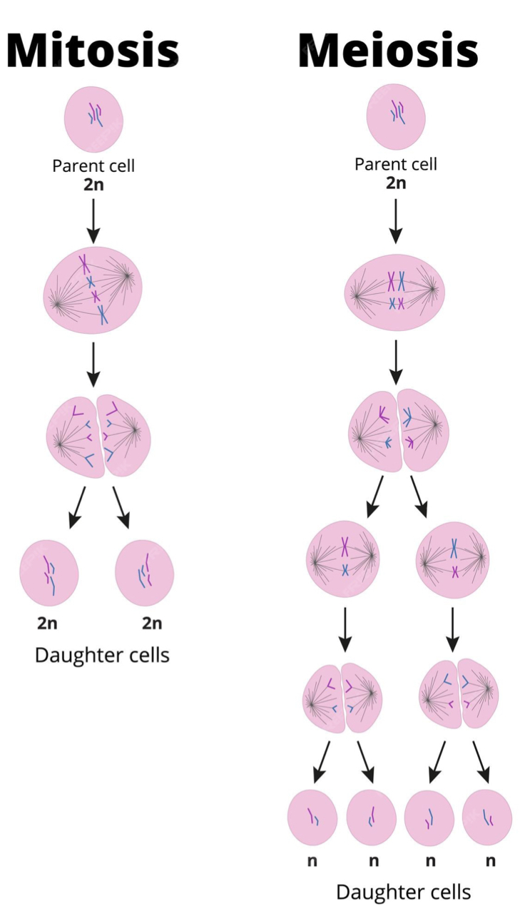 <p><span style="color: rgb(238, 240, 255)">Mitosis results in two identical daughter cells, each with the same number of chromosomes as the parent cell, while meiosis produces four genetically diverse daughter cells, each with half the number of chromosomes as the parent cell.</span></p><p><span style="color: rgb(238, 240, 255)">Mitosis is for growth, repair, and asexual reproduction</span></p><p>Meiosis is for sexual reproduction, creating gametes (sperm and egg cells)</p>