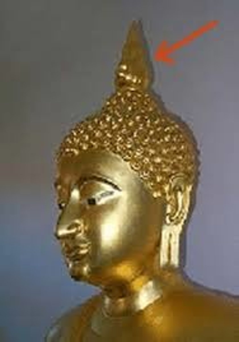 <p>a protrusion at the top of the head, or the top knot of a Buddha</p>