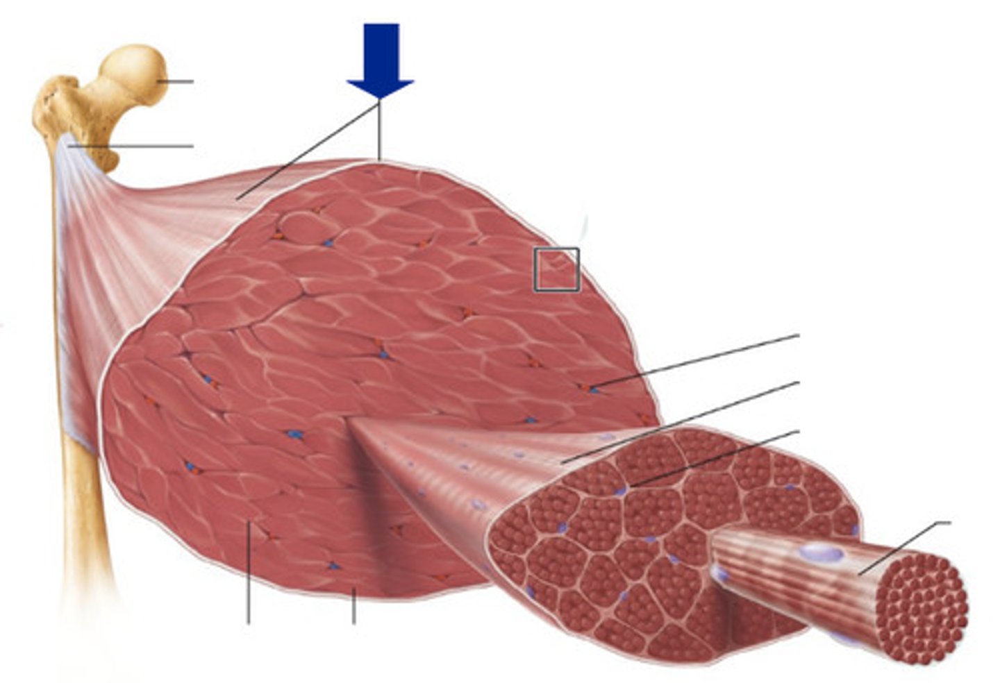 <p>Dense irregular connective tissue encasing entire skeletal muscle, integrating with tendons to transmit contractile force and reduce friction between adjacent muscles.</p>