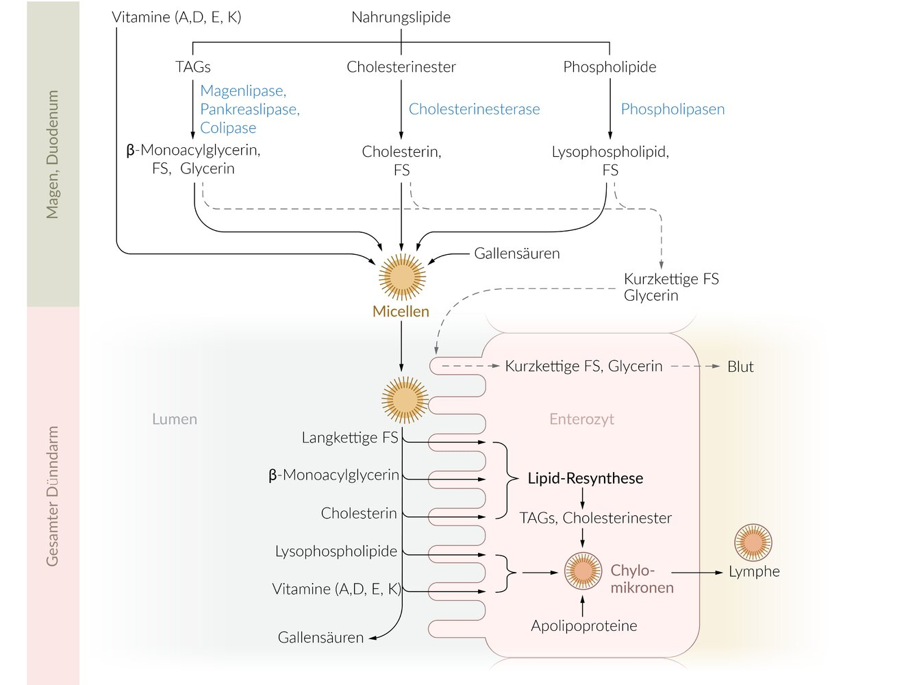 <p>D. Triacylglycerols are at least as high or higher</p>