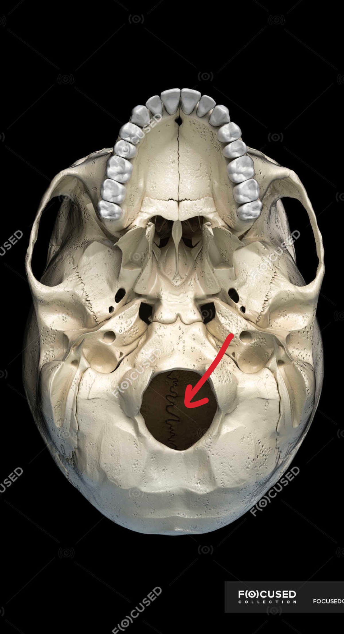 knowt flashcard image