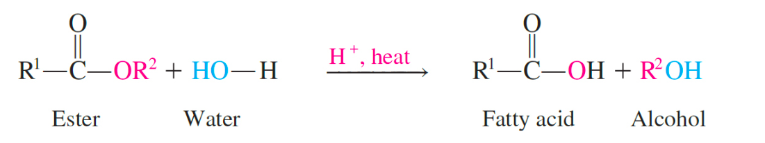 <p>produces the fatty acids and glycerol, a reverse of esterification</p>