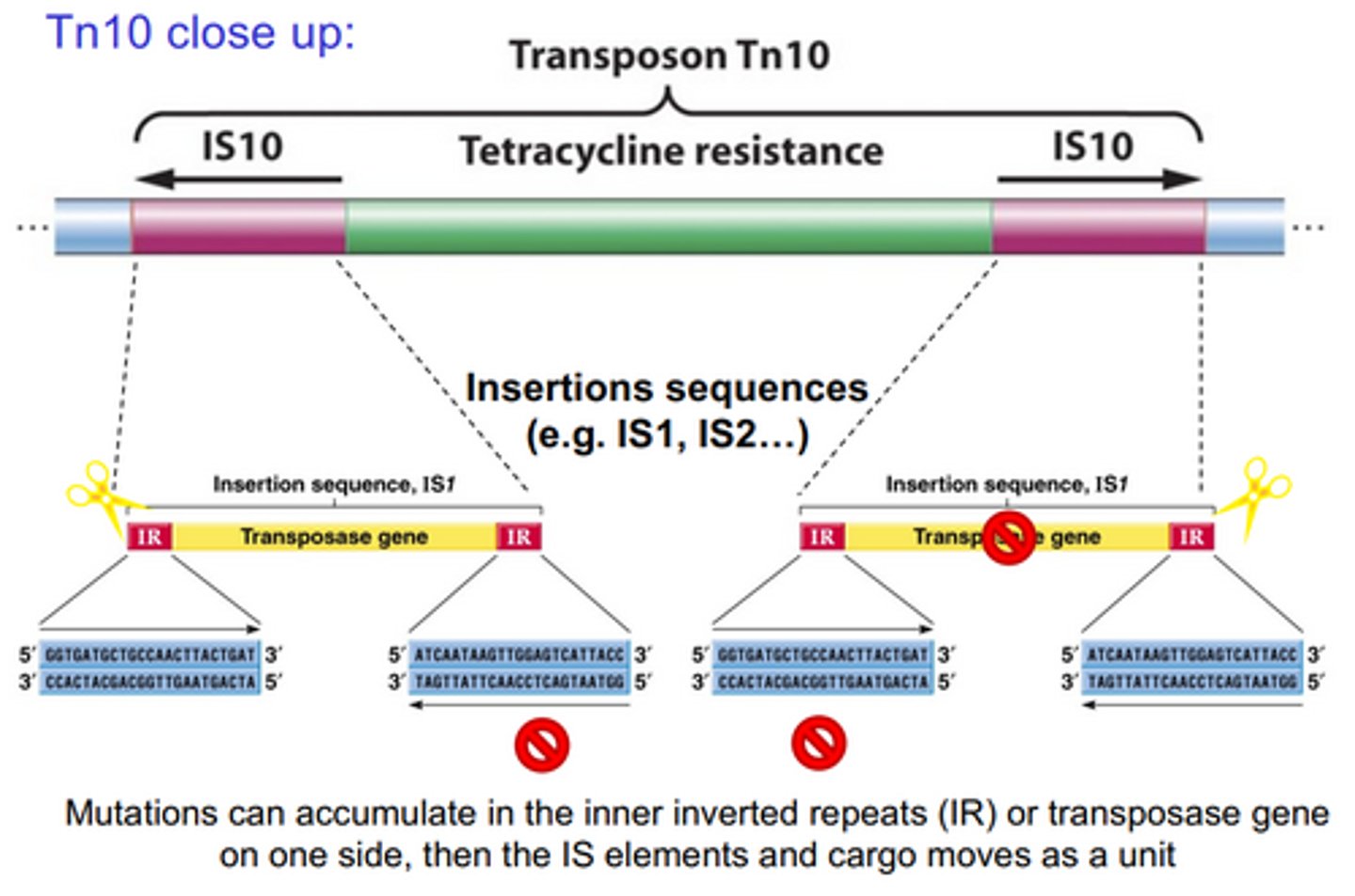 <p>The IS elements on either side of the central region have IR sequences that tell transposase where to cut. The innermost IR sequences can be mutated over time, and then the transposase will cut only twice for two IS elements, and the entire composite transposon will be excised. Often the transposase genes are also mutated, but as long as one copy is functional, the composite transposon can be excised.</p>