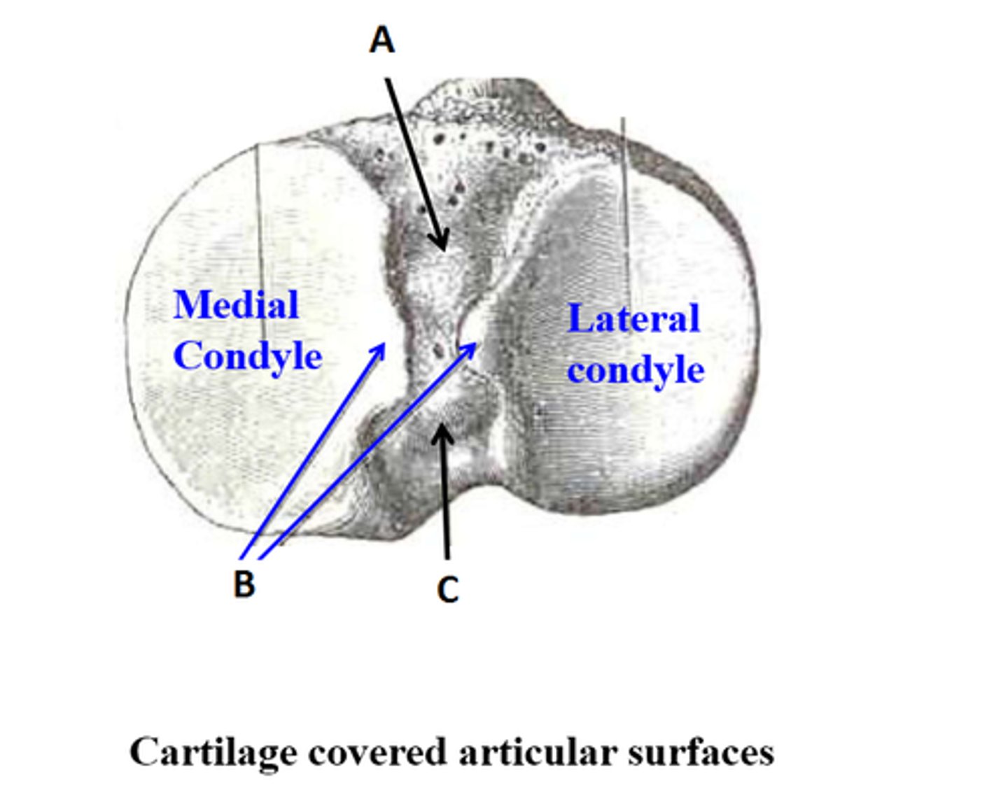 <p>C</p>