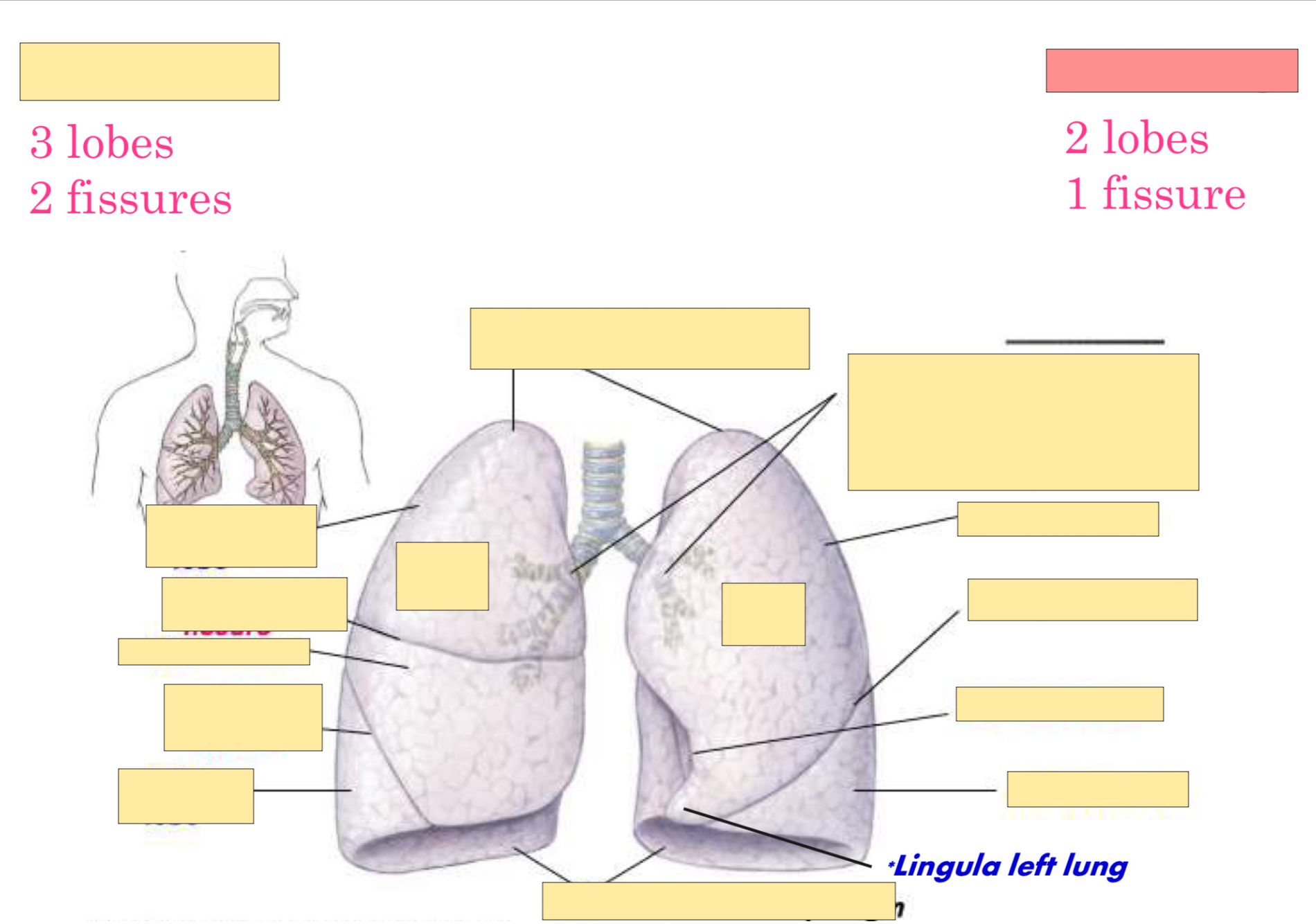 <p>What lung is this? </p>