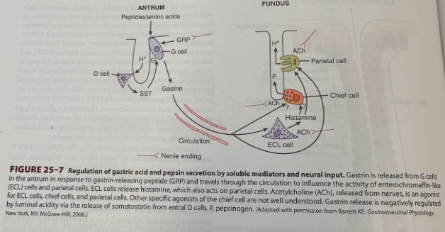 <ul><li><p><span>Trigger for parietal cell secretion via binding to H2 receptors</span></p></li></ul><p></p>