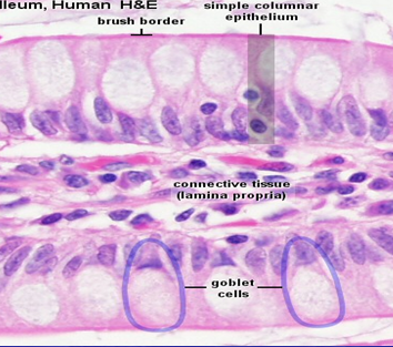 <p>-<strong>un</strong> <strong>singur strat de celule cilindrice,</strong> <em>poligonale,</em> cu suprafața mai redusă față de celulele pavimentoase.</p><p>-<em>Văzute din profil,</em> celulele sunt înalte și înguste</p><p>Nucleul ovalar, situat la nivelul treimii inferioare a celulei, perpendiculara pe MB</p><p><strong>Localizare:</strong></p><p>•Epiteliul neciliat: Tapetează ductele excretoare mari din glandele salivare, Lumenul stomacului (<strong><em>monomorf</em></strong>), Lumenul intestinului (<strong><em>polimorf</em></strong> )</p><p>•Epiteliul ciliat: Bronhiolele mici din plămâni</p>