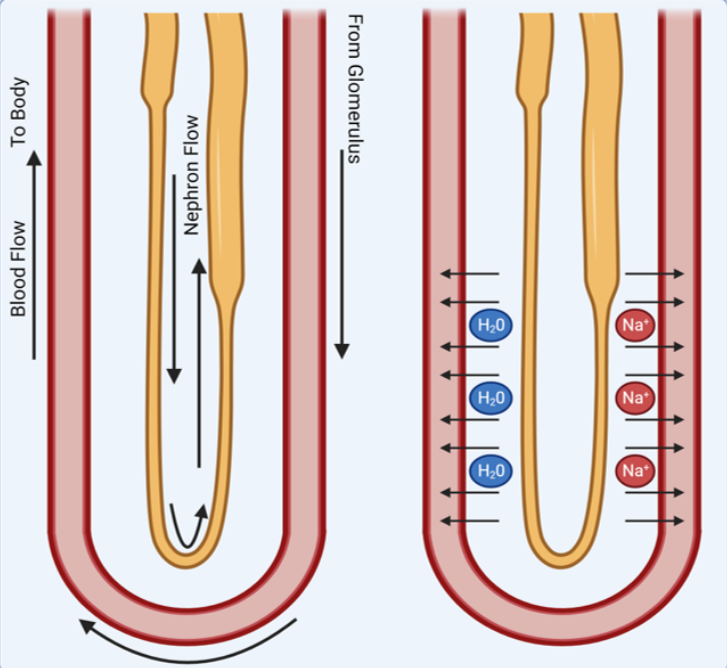 <p>explain counter current flow&nbsp;</p>