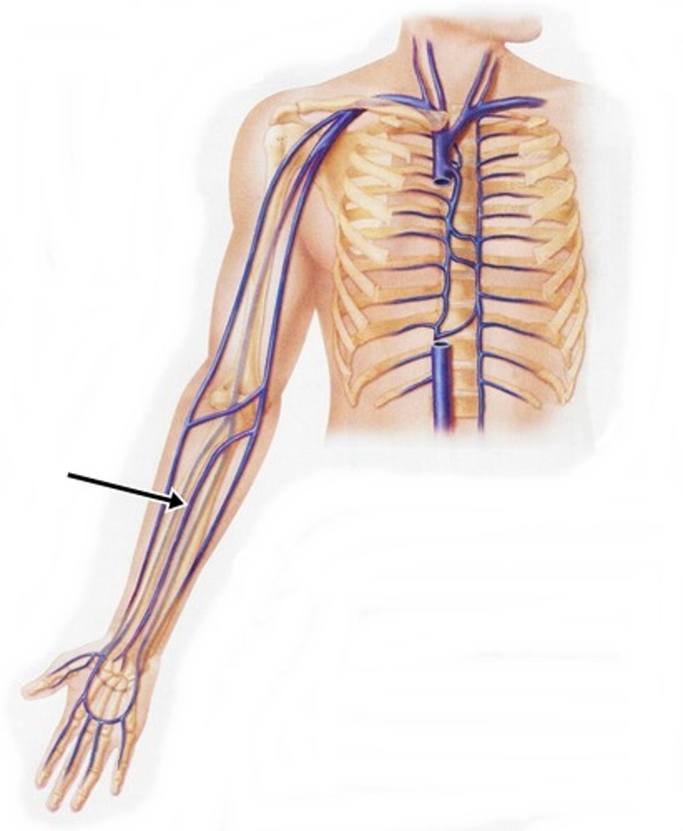 <p>Vein that runs between the ulnar and radial veins up the forearm, terminating at the elbow by entering the basilic or cephalic vein</p>