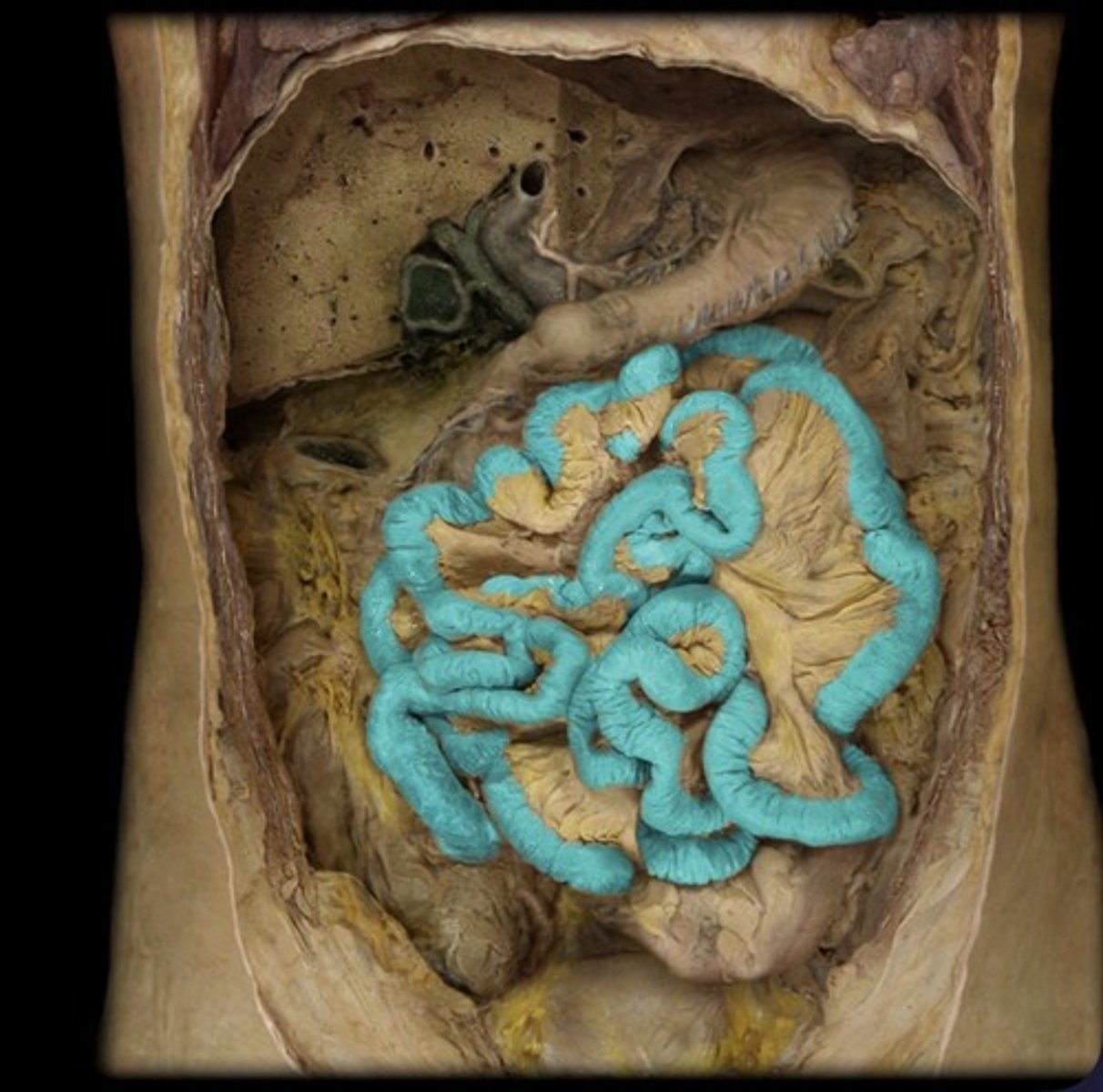 knowt flashcard image