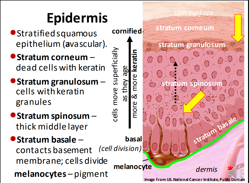 <p>Stratum basale, stratum spinosum, stratum granulosum, and stratum corneum </p>