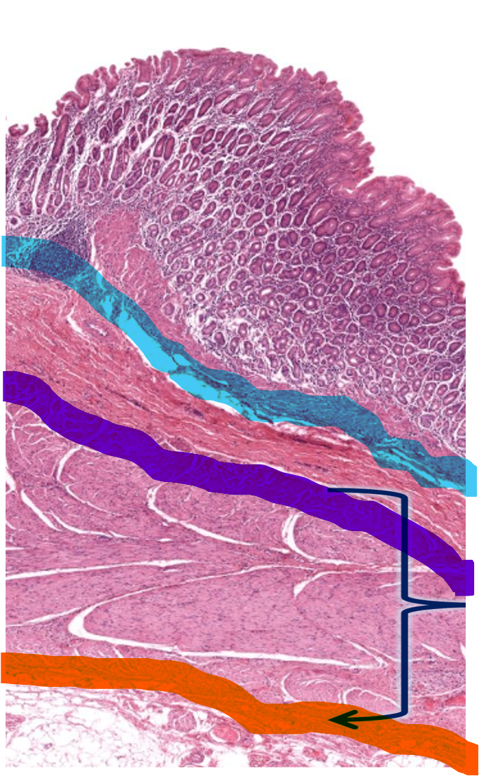<p>Name the layers of the stomach histology</p>