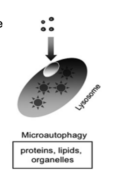<ul><li><p>by invagination of the lysosome membrane, cytosolic components are directly taken up by the lysosome itself</p></li><li><p>it may be selective or nonselective</p></li><li><p>engulfs material like:</p><ul><li><p>proteins</p></li><li><p>lipids</p></li><li><p>organelles</p></li></ul></li></ul><p></p>