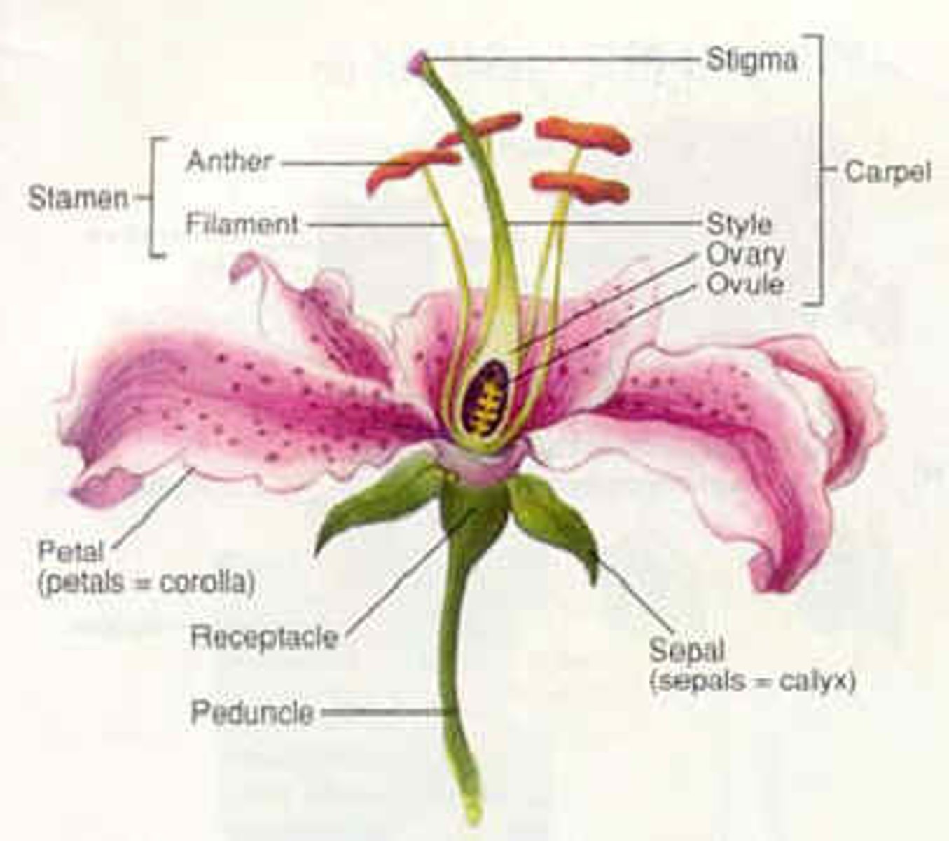 <p>- stamen</p><p>- anther</p><p>- filament</p><p>- carpal</p><p>- stigma</p><p>- style</p><p>- ovary</p><p>- ovule</p><p>- receptacle</p><p>- sepal</p><p>- petal</p>