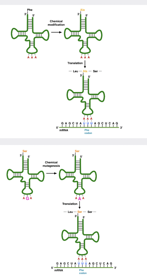 <ul><li><p>enzymes = aminoacyl tRNA sunthases</p></li><li><p>take a tRNA with phenylalanine and chemically convert to alanine</p></li><li><p>adding modified tRNAs to a reaction mix with ribosomes, and a known mRNA, the ribosome puts an alanine everywhere there is supposed to be a Phe</p></li></ul><p></p><ul><li><p>also, can mutate the anticodon of tRNA</p></li><li><p>ex. codon for serine to codon for Phe</p></li><li><p>synthase will still charge the mutant tRNA with serine, but the serine will be incorporated into the protein where Phe should be</p></li></ul>