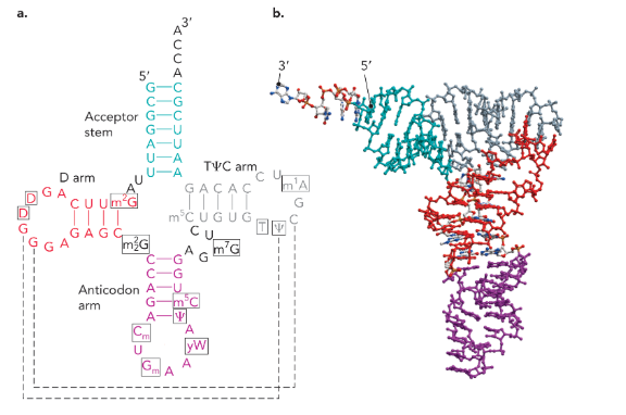 <p>amino-acyl tRNA</p>