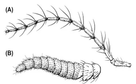 <p>What type of antennae are these? </p>