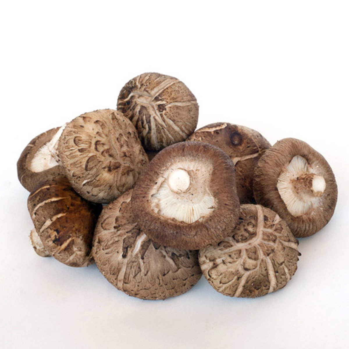 <p>Lentinula edodes</p>