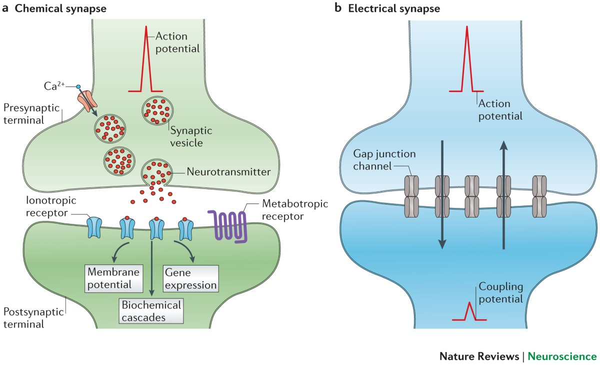 <p><span style="color: rgb(168, 180, 255);">Electrical Synapse</span></p>