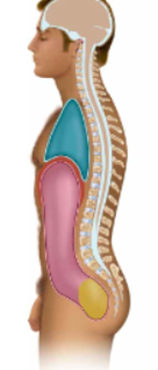 <p>Name the body cavity in between the blue and pink (red?):</p>