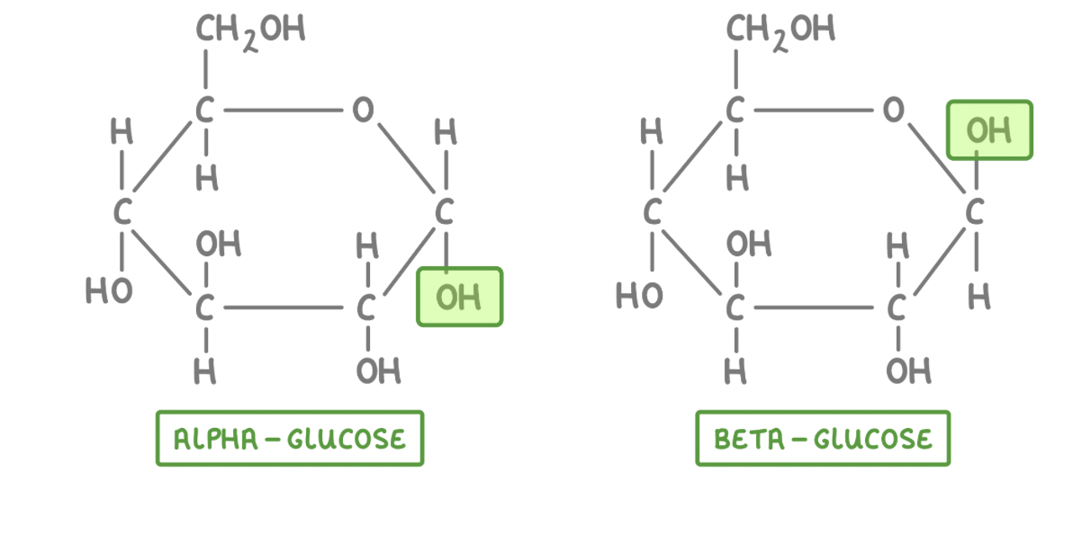<p>Glucose is a hexose (6-carbon) sugar with the formula C<sub>6</sub>H<sub>12</sub>O<sub>6</sub>. The atoms in glucose can be arranged in two different ways.</p><p style="text-align: left"><strong>This means that there are two isomers of glucose:&nbsp;</strong></p><ol><li><p><strong>Alpha-glucose (α-glucose)</strong></p></li><li><p><strong>Beta-glucose&nbsp;(β-glucose)</strong></p></li></ol><p><span>The only difference between the two forms is the orientation of the hydroxyl group (OH) on carbon 1 (the first carbon atom in the ring).</span></p><p></p>