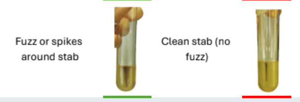 <p><strong>SIM Test - </strong>M: Motility</p>