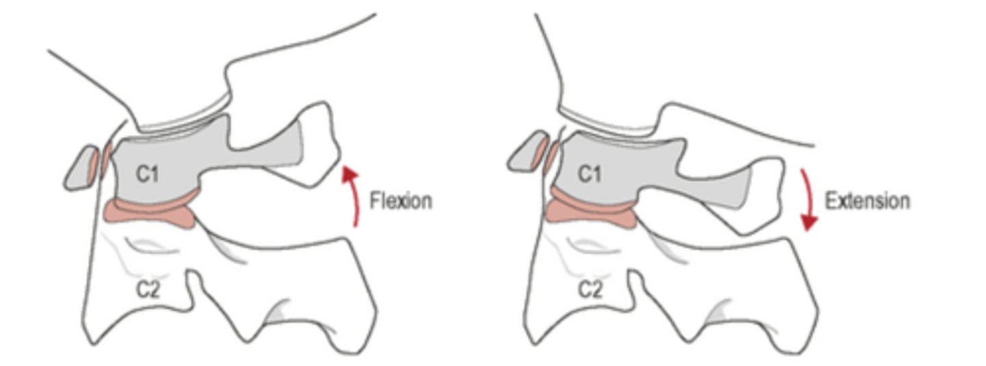 <p>mainly flexion, small nodding motion</p><p>- also tiny amounts of sidebending and rotation</p>
