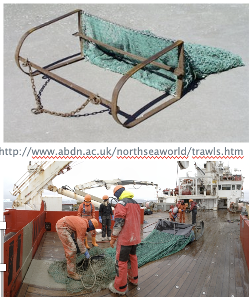 <ol><li><p><strong>Beam, otter</strong></p></li></ol><p>→ -Larger mesh; larger fauna</p><ul><li><p>Including more benthic fish</p></li></ul><ol start="2"><li><p><strong>Agassiz/ Blake</strong></p></li></ol><p>Shrimp</p>