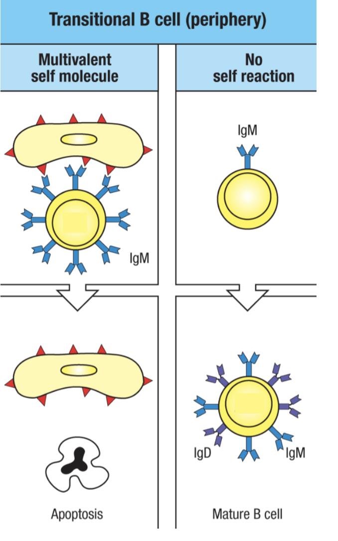 <ul><li><p>immature B cells that leave the bone marrow become “transitional” and will still be negatively selected if they react to self antigen in periphery</p><ul><li><p>apoptosis would be triggered</p></li></ul></li><li><p>those that did not bind to an antigen becomes a mature B cell developmentally (but not mature as in it is activated because it is still a naive B cell)</p></li></ul><p></p>