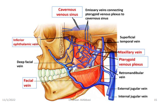 <p>shows the veins of the infratemporal fossa</p>