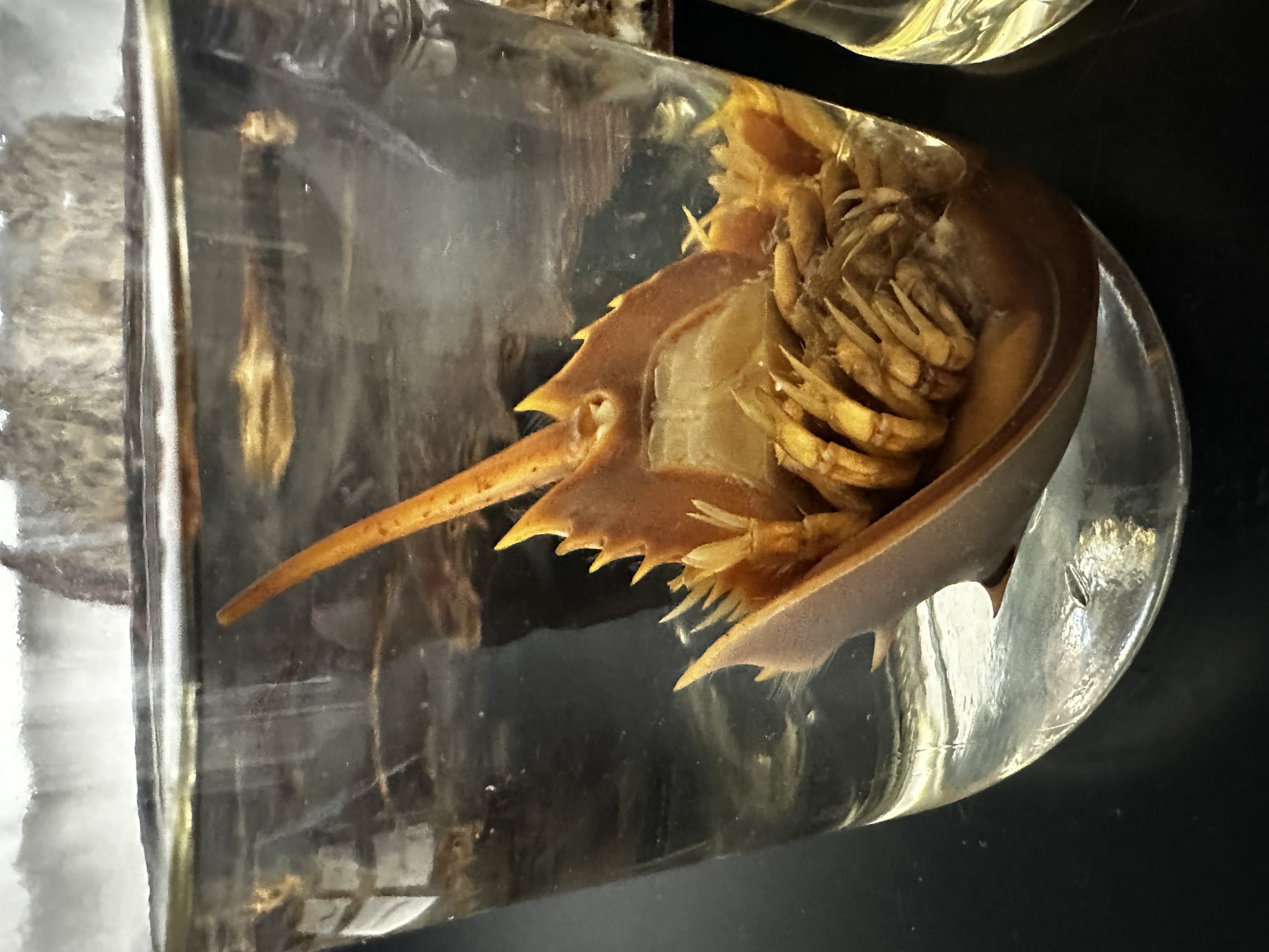 <p>Identify (Grouping(s), Phylum, Subphylum)</p>