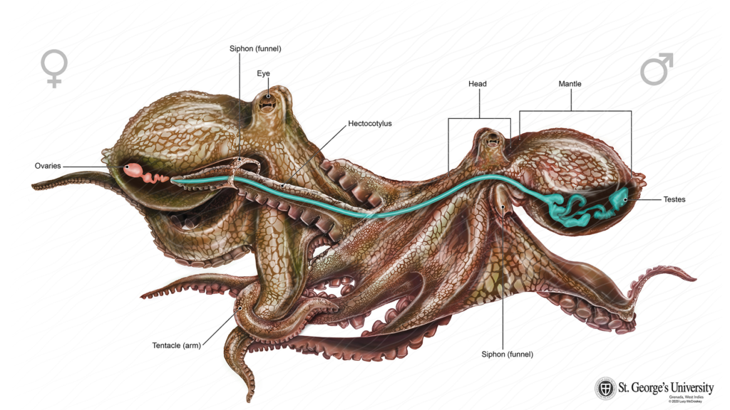 <ul><li><p>Typically dioecious </p></li><li><p>Hermaphrodism - simultaneous protandric (born as males, but later turn into female) </p></li><li><p>Ovotestis + reciprocal copulation </p></li><li><p>Fertilization can be internal or external </p></li><li><p>Reproduction can be sexual or asexual: Asexual - lacks diversity, more energy efficient Sexual - energy needed to find mate, only use half of each parent’s DNA, creates diversity </p></li><li><p>Molluscs display sophisticated reproduction </p></li><li><p>Hectocotylus arm - the modified, specialized arm of a male octopus used to transfer sperm to the female </p></li><li><p>Love darts - calcareous or chitinous darts that transfer a mucus containing hormones  </p></li></ul><p></p>